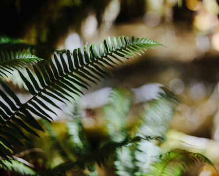 Close up of Western sword ferns (Polystichum munitum) in lush, temperate rainforest, along the North Fork Snoqualmie River, near North Bend, Washington,Close up of Sword ferns in lush, temperate rainforest