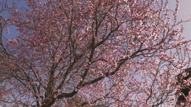 Overview of the first trees to bloom early spring, cherry trees in blossom in an urban park in Madrid, Spain