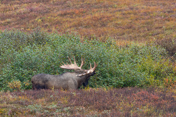 Alaska Yukon Bull Moose in Deanli National Park Alaska in Autumn