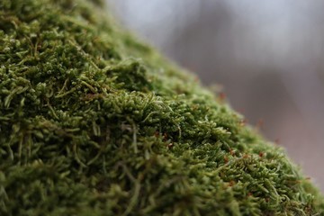 Fototapeta na wymiar moss on a green background