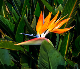 Fototapeta na wymiar brightly colored bird of paradise flower closeup with blurred plants background