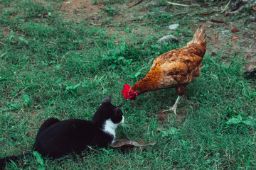 a cat and chicken relationship