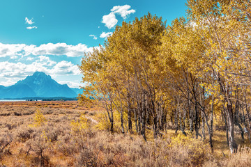 Aspen trees in the Yellowstone National Park
