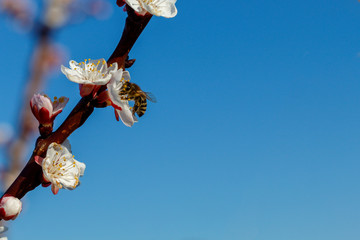 Apricot Branch in Spring Blossom
