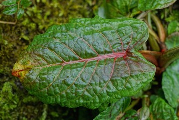 one big and wet leaf of a wild burdock plant in nature