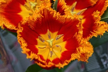 one large bud of red yellow tulip flower in a bouquet