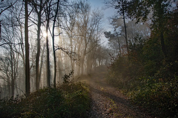 Fototapeta premium Forest at sunrise with sun through the trees. Forest panorama in autumn. Calm concept