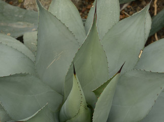 Green leaves of a cactus. Agave. Macro.