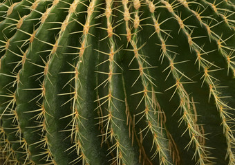 Texture.  Yellow spines of green cactus.  Background.