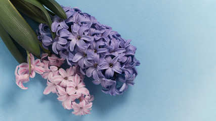 Macro closeup view of Hyacinth Violet Spring flowers. Texture. concept of holiday, celebration, women day. Mother day
