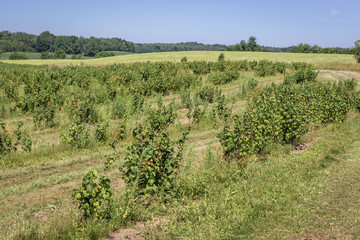 Fototapeta na wymiar Blackcurrant bushes in Drawsko County located in West Pomerania region of Poland