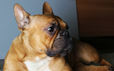 cute french bulldog fawn. brown. redhead