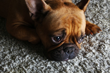 cute french bulldog fawn. brown. redhead