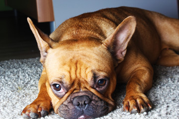 cute french bulldog fawn. brown. redhead