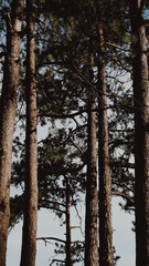 Fototapeta premium Pine trees