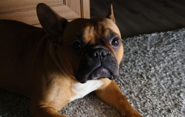 cute french bulldog fawn. brown. redhead