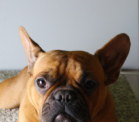 cute french bulldog fawn. brown. redhead