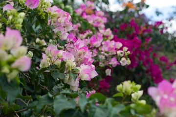 Bougainvillea flowers in spring