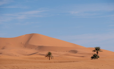 Fototapeta na wymiar Trees Surviving Sand Dunes, Sahara Desert, Morocco