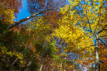 yellow tree in autumn
