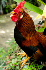 Rooster on the ground crowing.