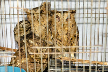 Owls in cage at Indonesia market
