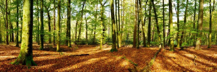 Forest panorama in autumn with lots of sunlight and autumn leaves on the forest floor