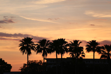 Fototapeta na wymiar palm trees in the sunset