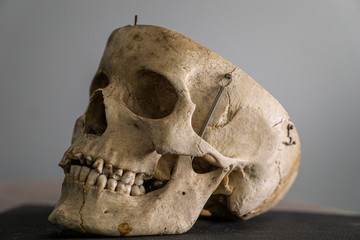 skull head bones isolated