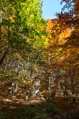 Obraz premium autumn in the park