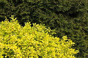 Nature green and olive color natural foliage floral background