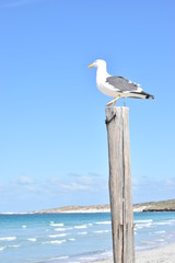 seagull on the beach