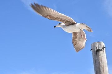 seagull in flight