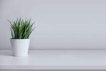White pot with greenery on a white background