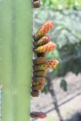 cactus flowers