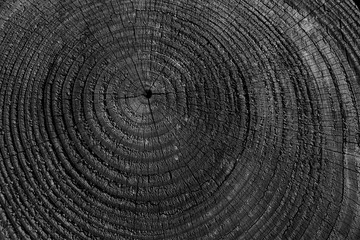 Abstract black and white dark background of  wooden tree age ring texture circle 