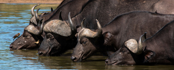 group of wild water buffalos drinking at waterhole in kruger national parc/ south africa african...