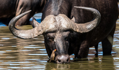 Obraz premium close up of large male wild water buffalo drinking at waterhole in kruger national parc/ south africa with bird on its snout/ african wilderness in southern africa