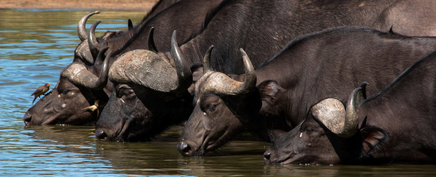 group of wild water buffalos drinking at waterhole in kruger national parc/ south africa african wilderness in southern africa