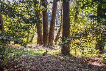 Fototapeta na wymiar Hare amonge trees in forest near Nakielno, small village West Pomeranian Voivodeship of Poland