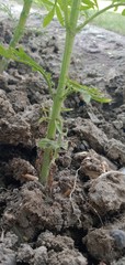 young plants growing in the garden