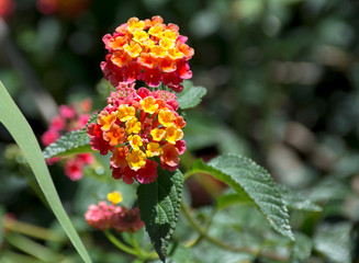 Close up of colorful flower