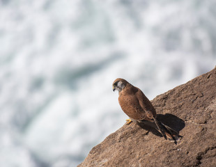 Nankeen Kestrel by the sea, Sydney, Australia