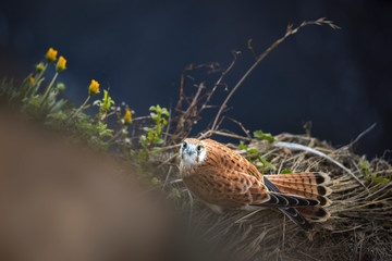 Nankeen Kestrel by the sea, Sydney, Australia