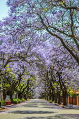 Fototapeta premium Purple blue Jacaranda mimosifolia bloom in Johannesburg and Pretoria street during spring in October in South Africa