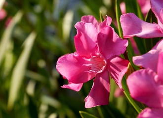 Pink  oleander
