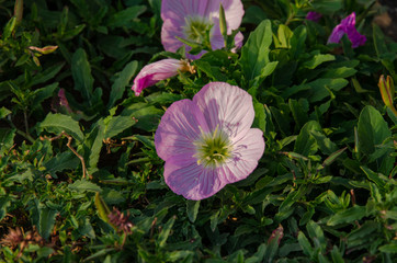 Oenothera rosea in the park on a warm summer day.