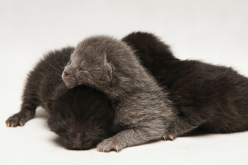 Cute black and gray kittens sleep on white background.