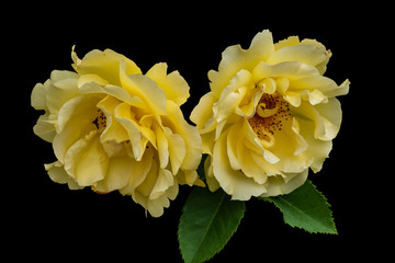 Yellow roses, spring and summer flowers closeup. Still life.