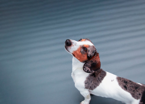 one little piebald dachshund puppy dog isolated on gray background